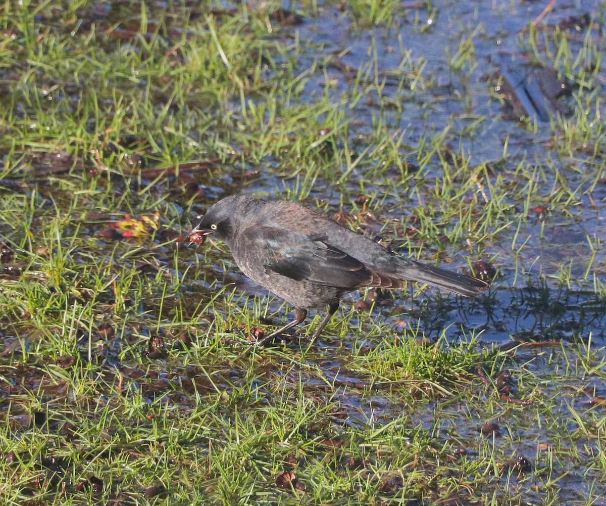 Rusty Blackbird - Lisa Maier