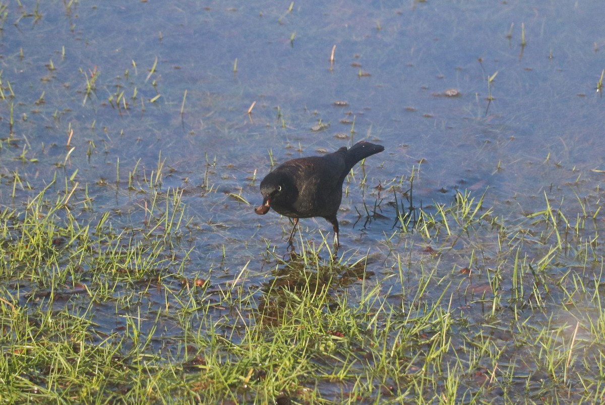 Rusty Blackbird - Lisa Maier