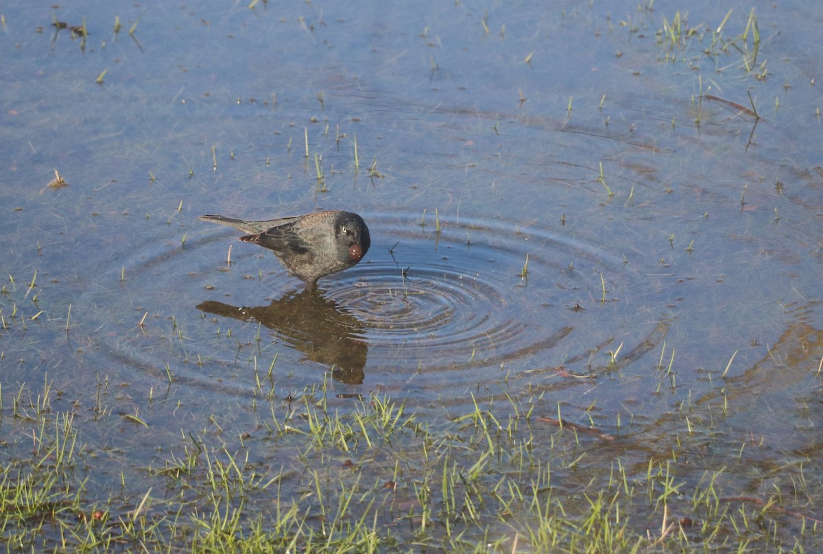 Rusty Blackbird - Lisa Maier