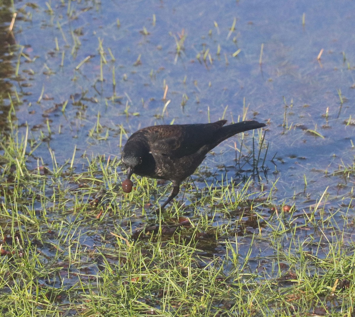 Rusty Blackbird - Lisa Maier