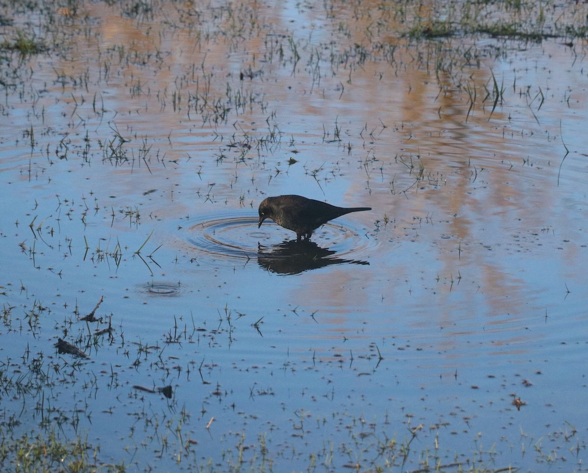 Rusty Blackbird - Lisa Maier