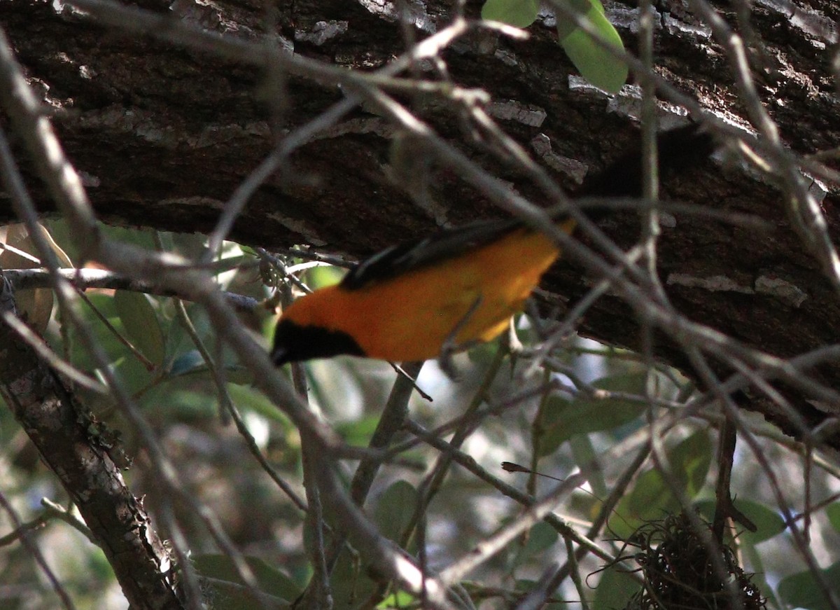 Hooded Oriole - Gigi DelPizzo