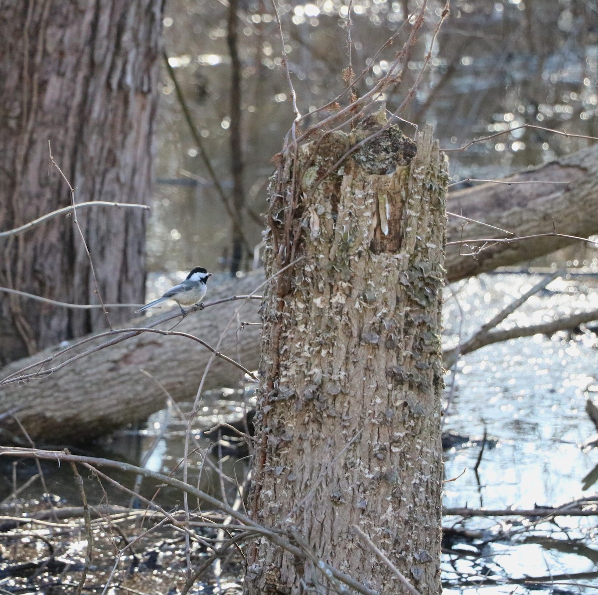 Black-capped Chickadee - Lisa Maier