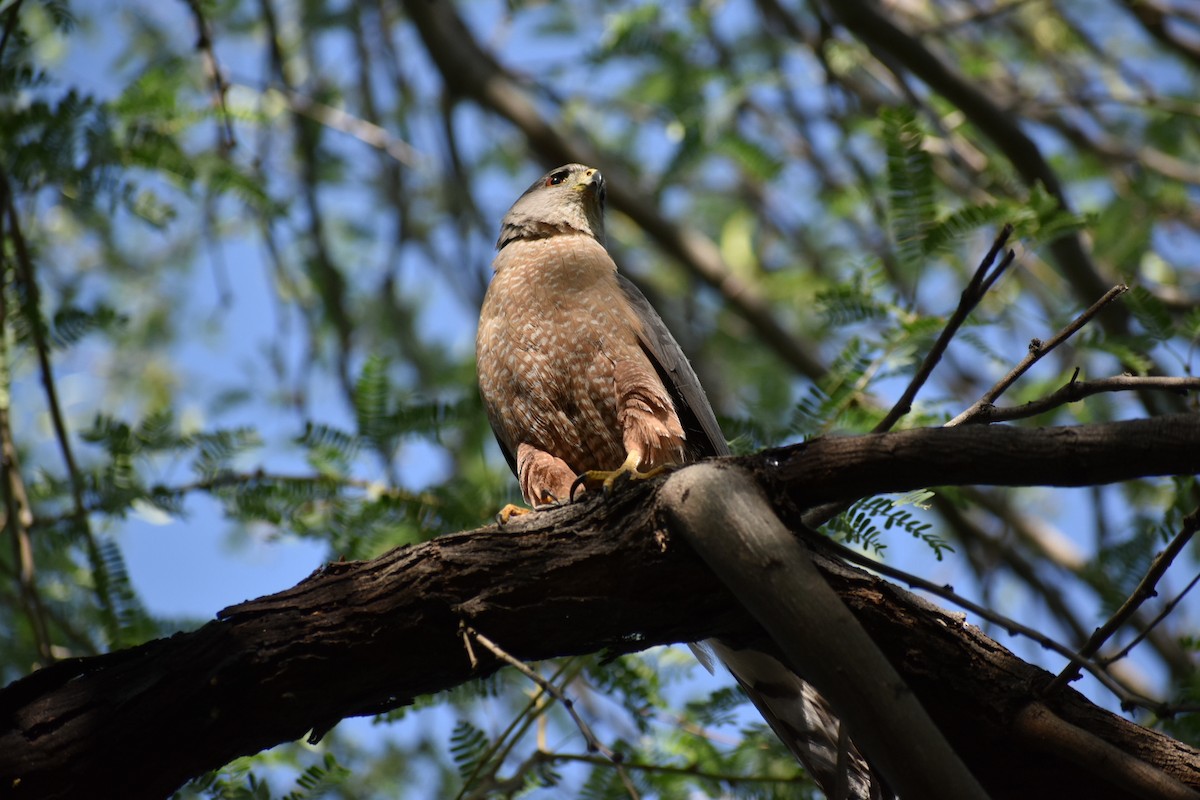 Cooper's Hawk - Terry Miller