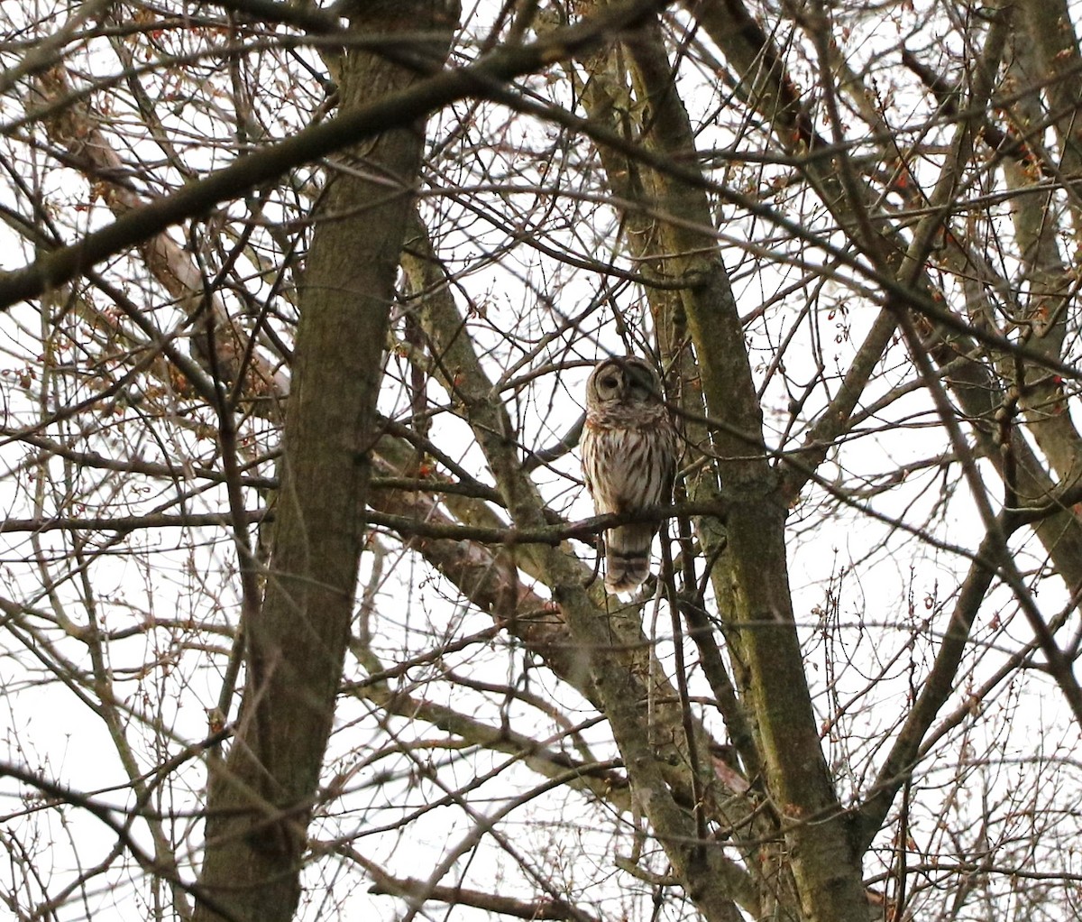 Barred Owl - Lisa Maier