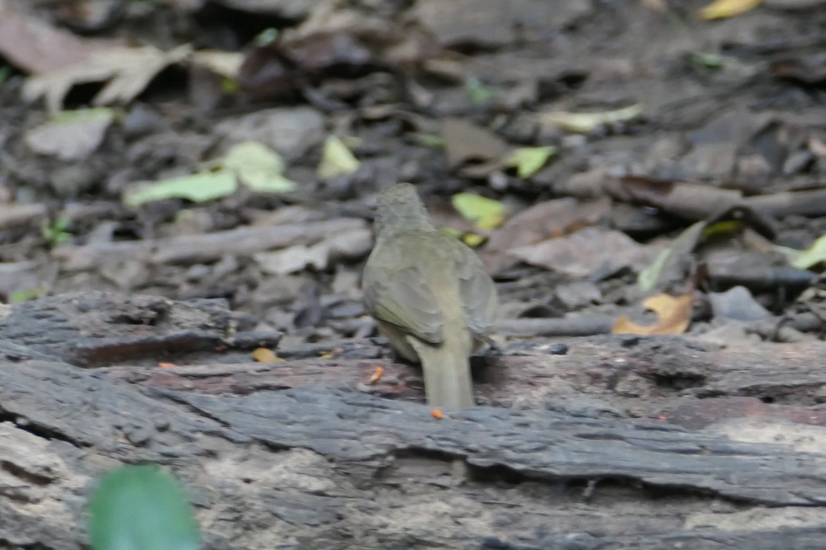 Streak-eared Bulbul - Nancy Houlihan