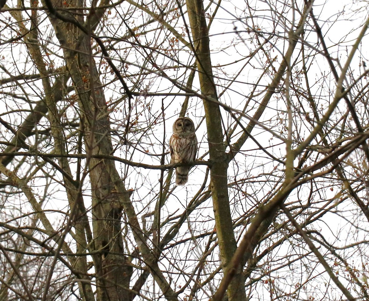 Barred Owl - Lisa Maier