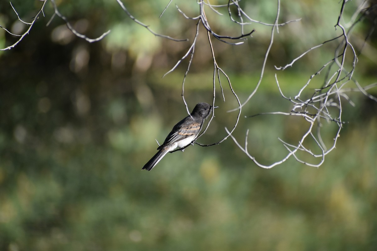 Black Phoebe - Terry Miller