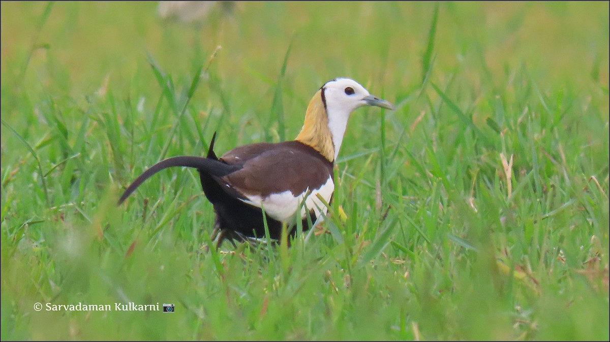 Pheasant-tailed Jacana - Sarvadaman Kulkarni