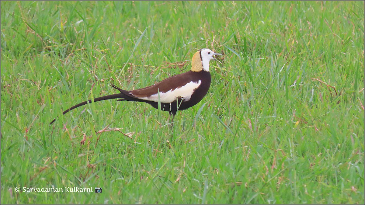 Pheasant-tailed Jacana - Sarvadaman Kulkarni