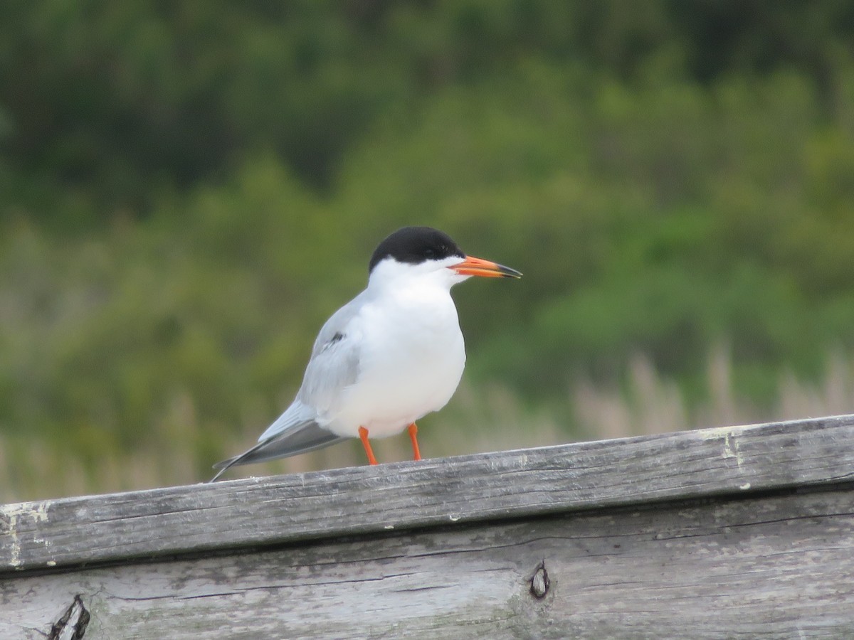 Forster's Tern - Bruce Kronmiller