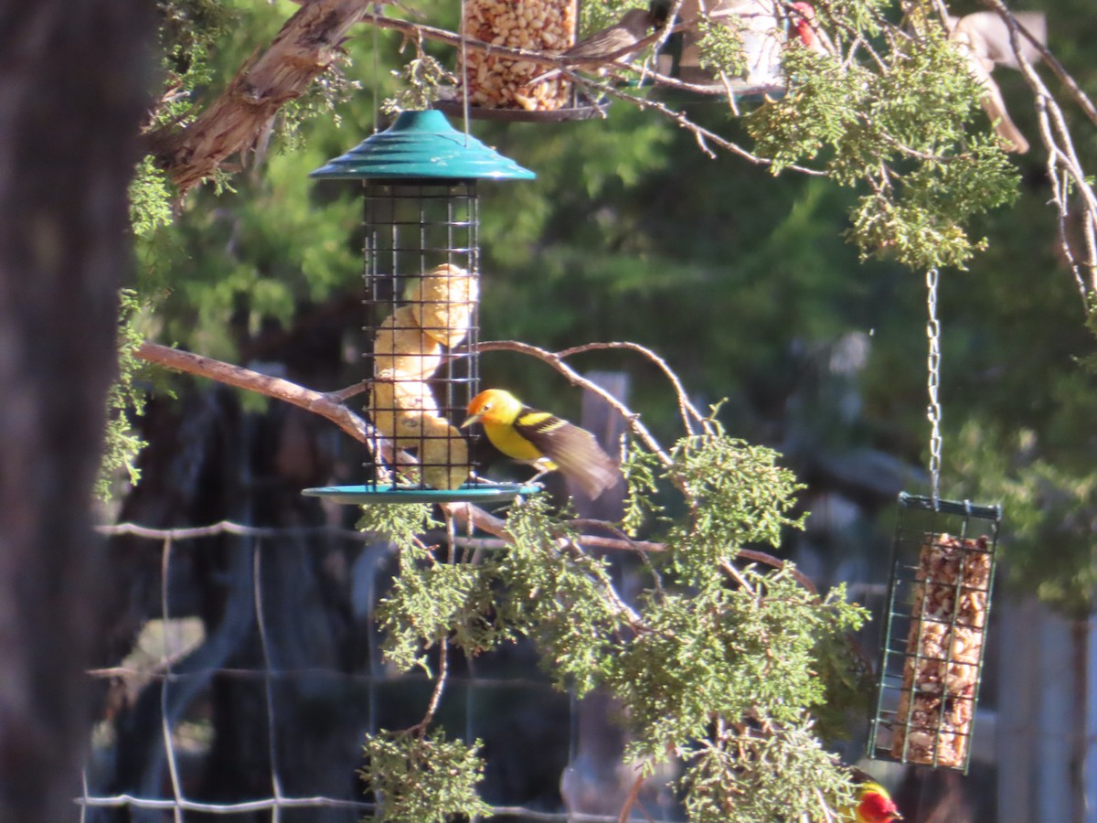 Western Tanager - Mohini Rawool-Sullivan