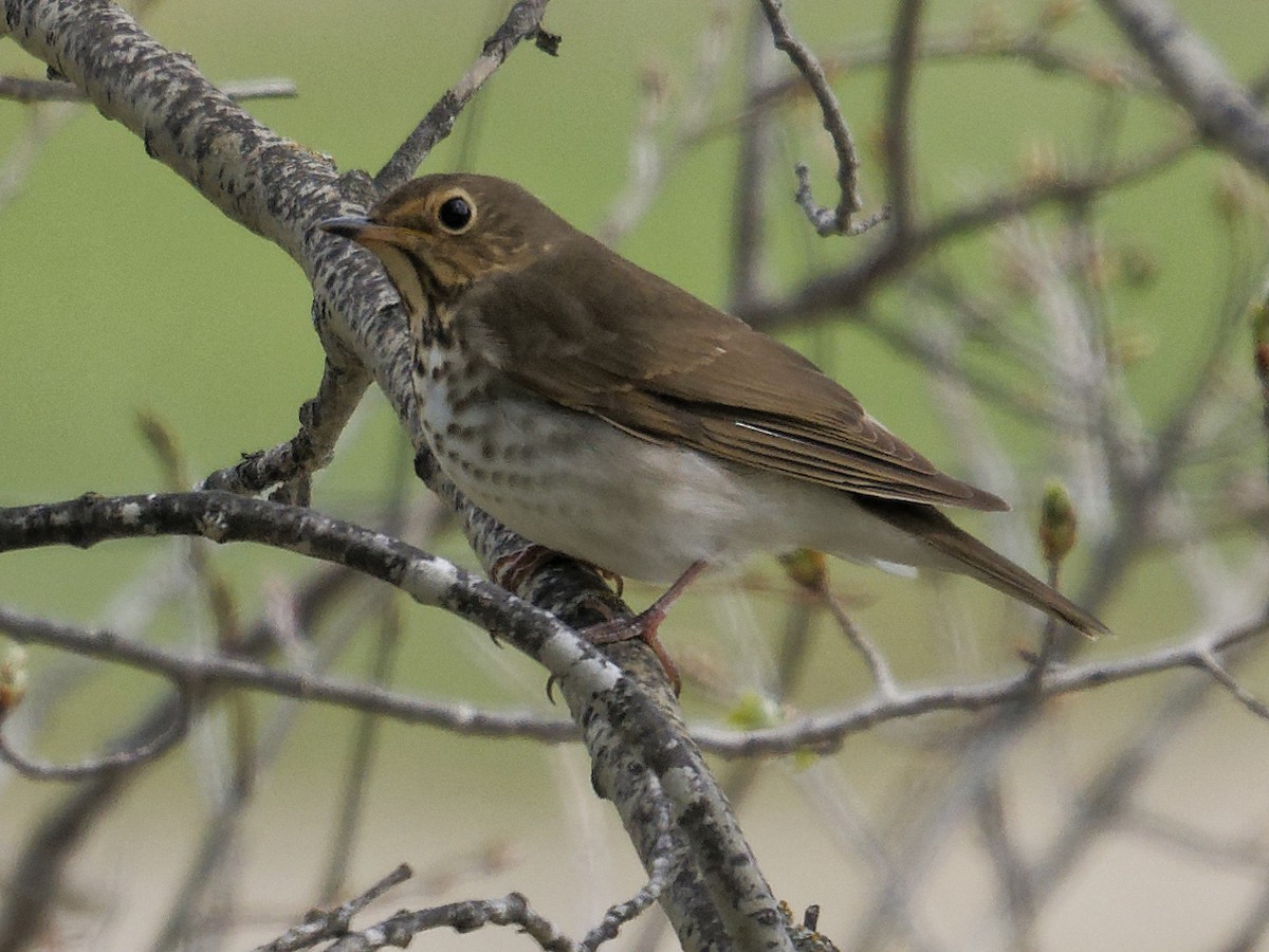 Hermit Thrush - Edith Holden