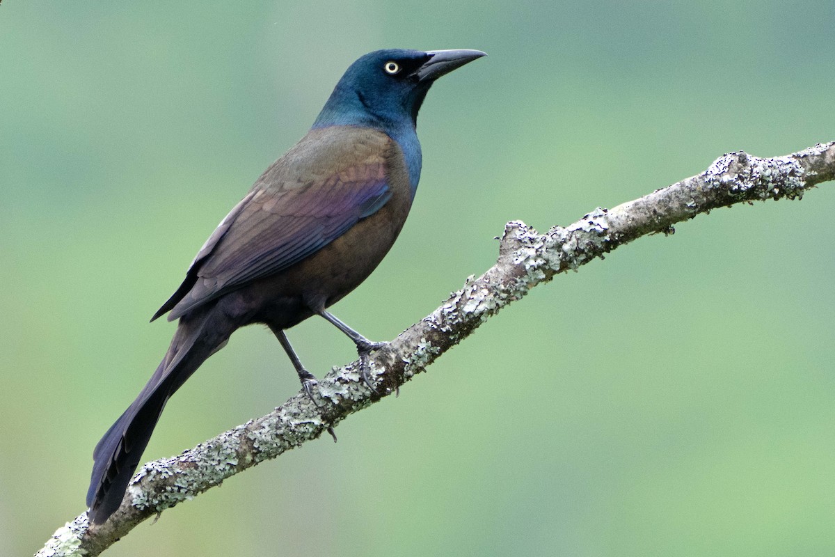 Common Grackle - Susan Elliott