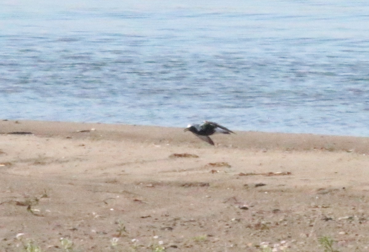 Black-bellied Plover - Joe Gyekis