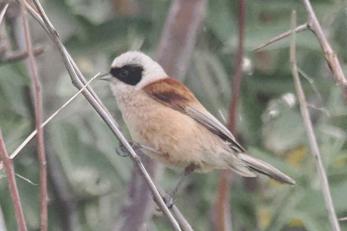 Eurasian Penduline-Tit - Donna Pomeroy