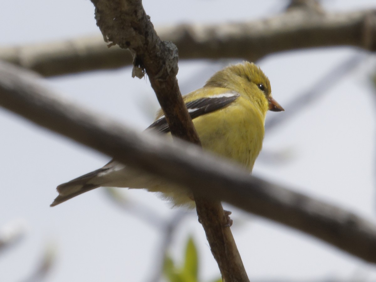 American Goldfinch - Edith Holden