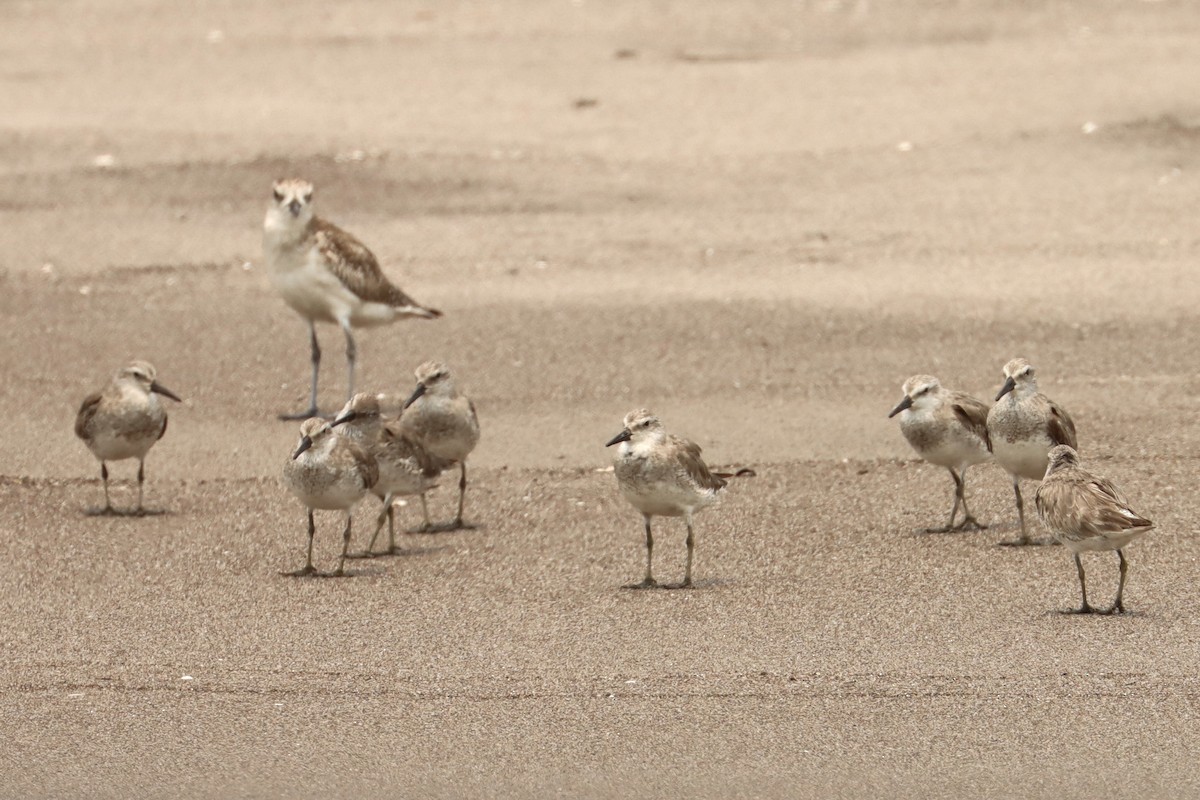 Red Knot - John van Dort