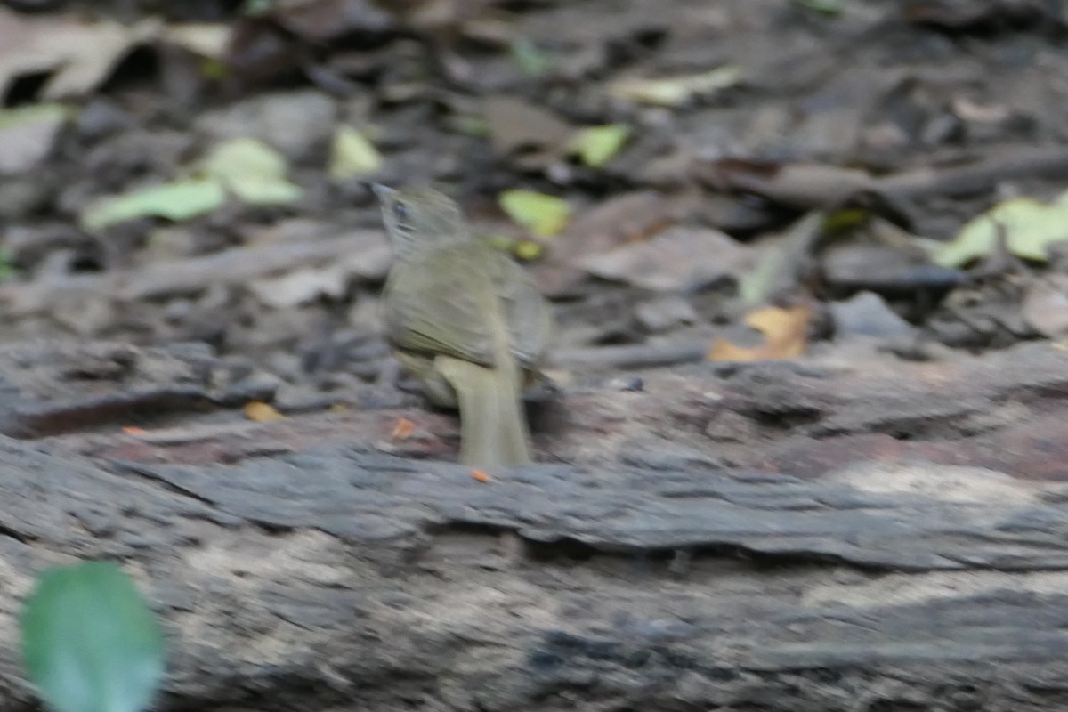 Streak-eared Bulbul - Nancy Houlihan