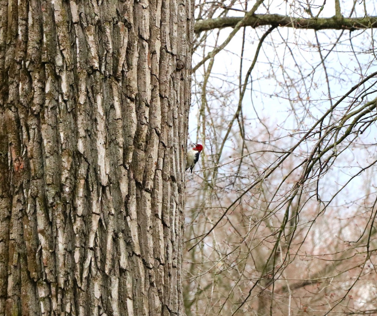 Red-headed Woodpecker - Lisa Maier