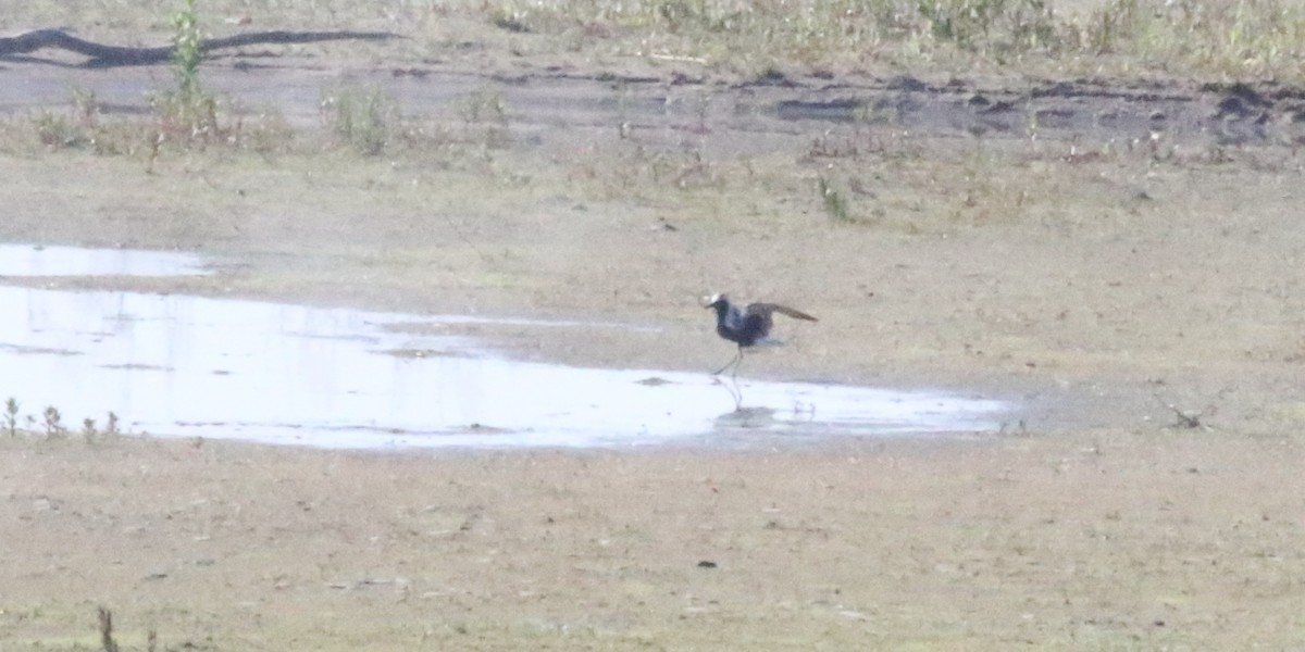 Black-bellied Plover - Joe Gyekis