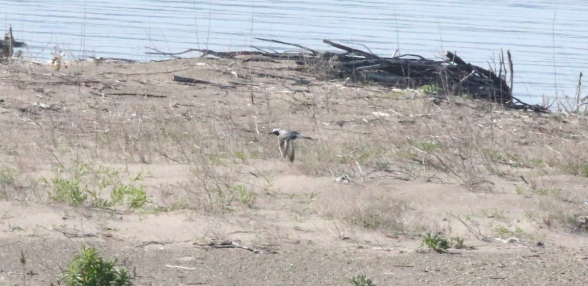 Black-bellied Plover - Joe Gyekis