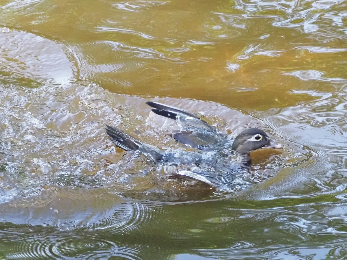 Wood Duck - ML619486462