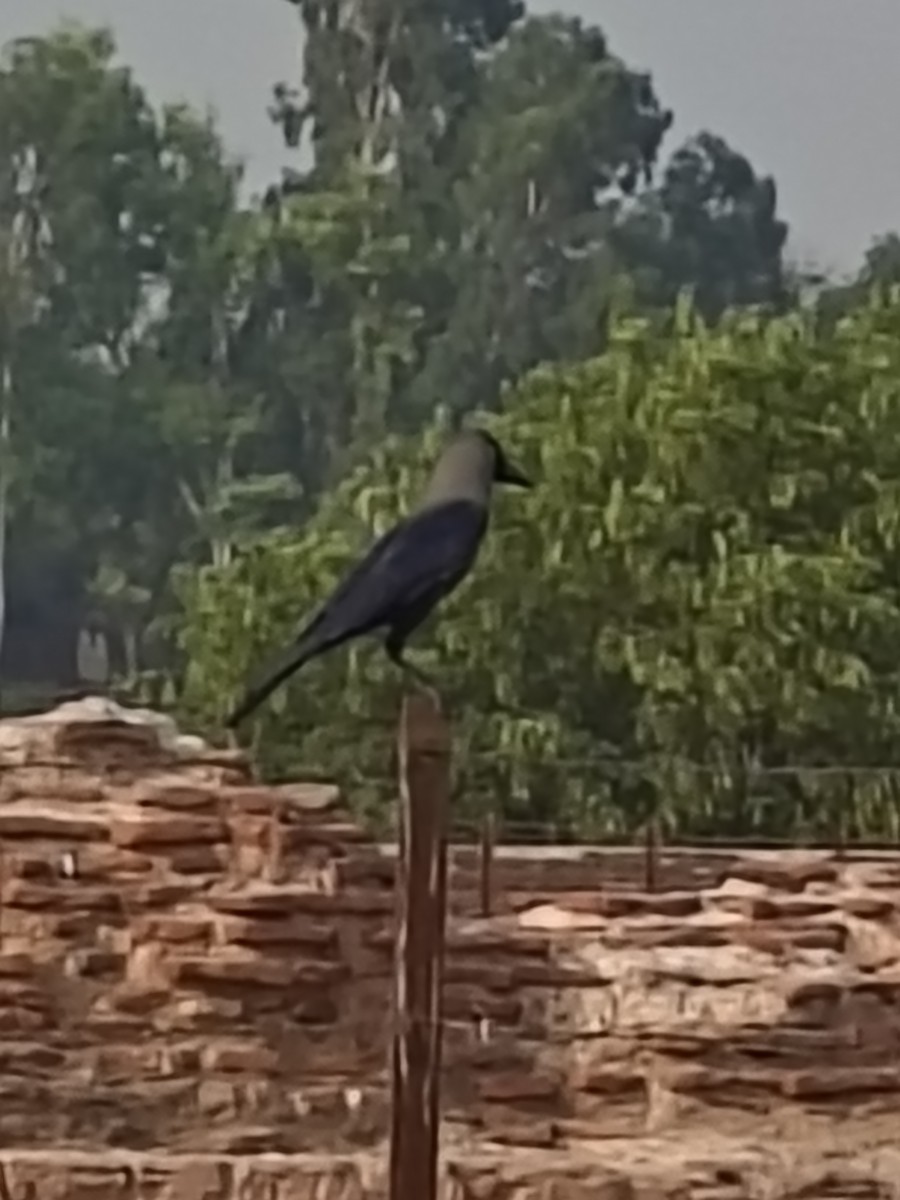 House Crow - Vidhu Grace