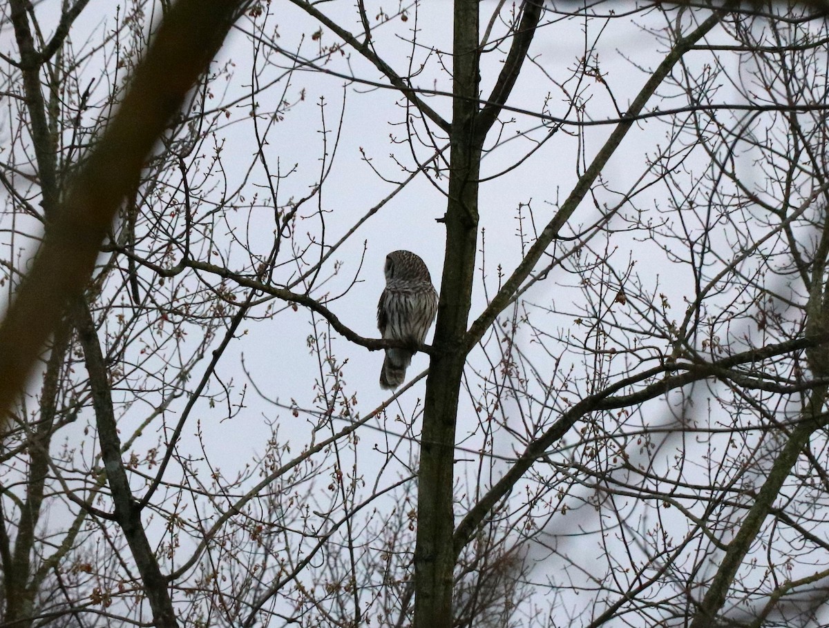 Barred Owl - Lisa Maier