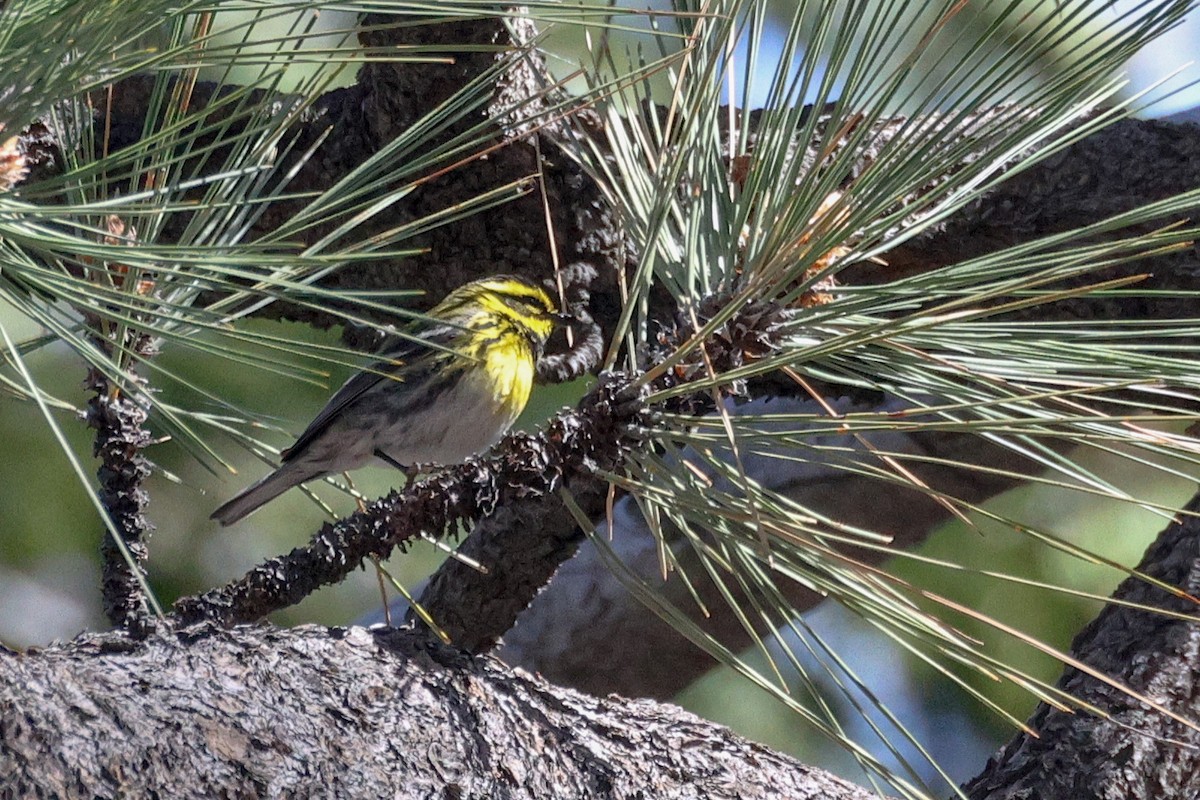 Townsend's Warbler - Becca Cockrum