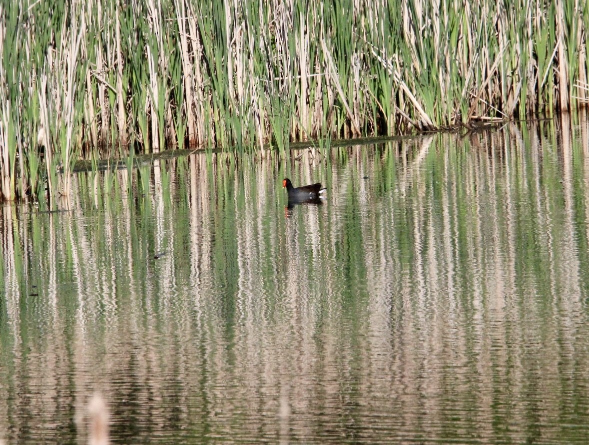 Common Gallinule - MLV Ober