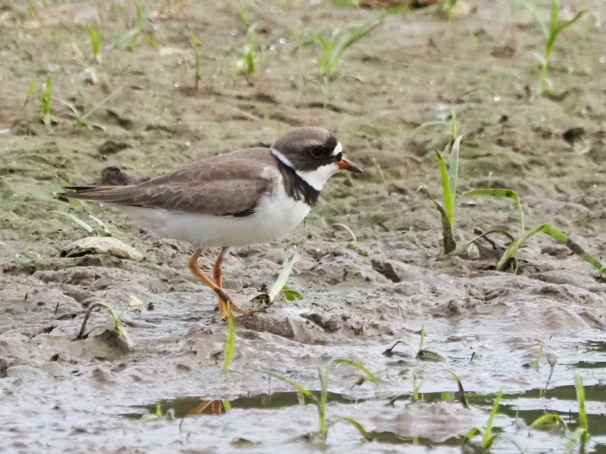 Semipalmated Plover - Luc and Therese Jacobs