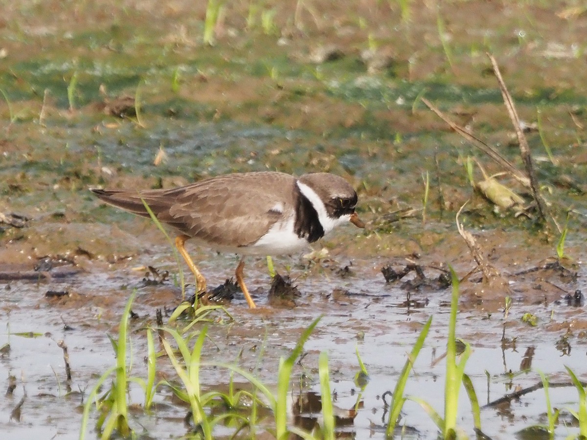 Semipalmated Plover - Luc and Therese Jacobs