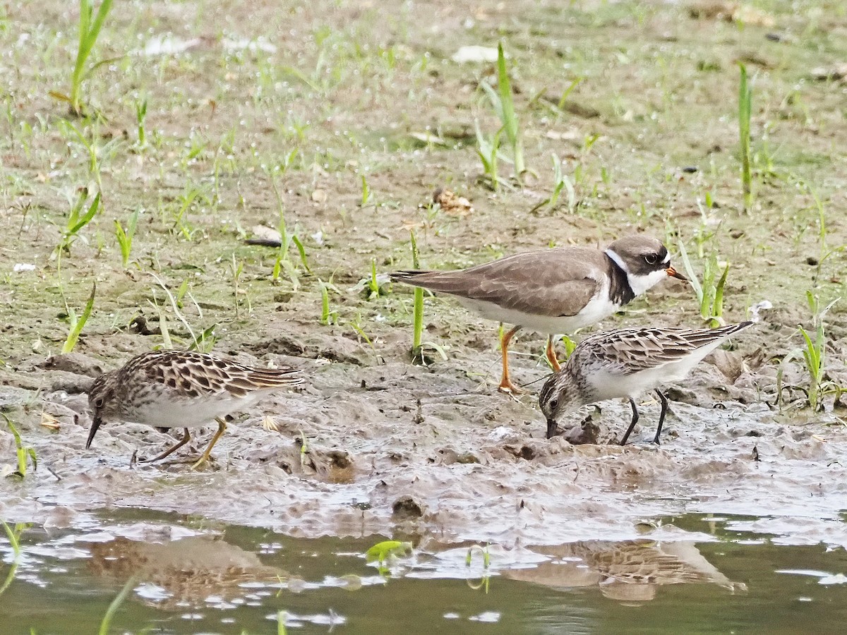 Semipalmated Plover - Luc and Therese Jacobs
