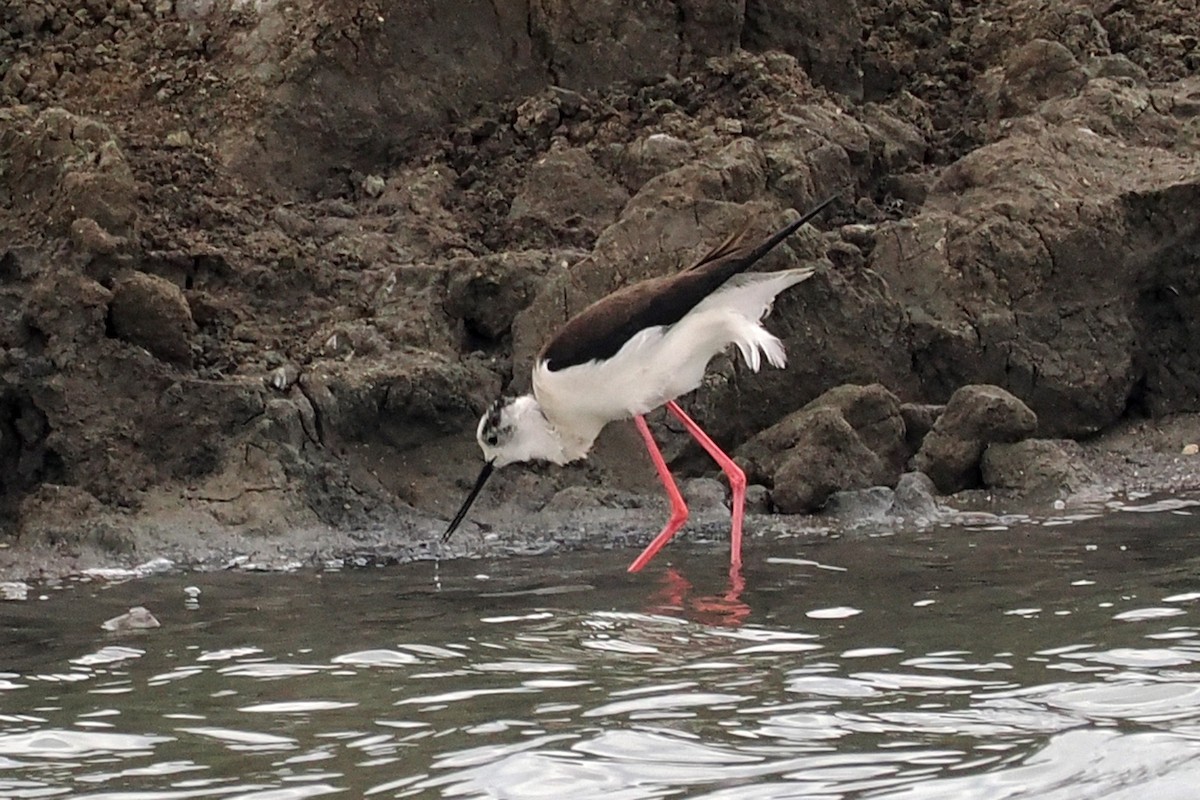 Black-winged Stilt - Donna Pomeroy