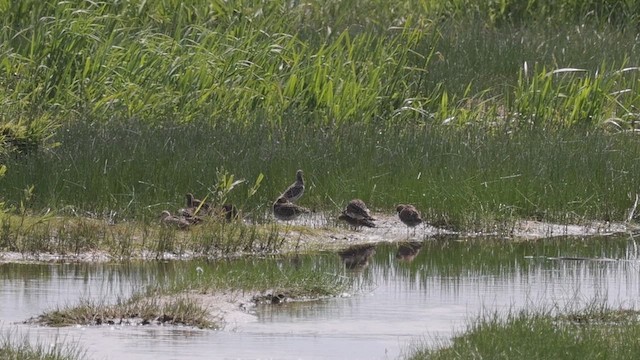 Kampfläufer - ML619486515