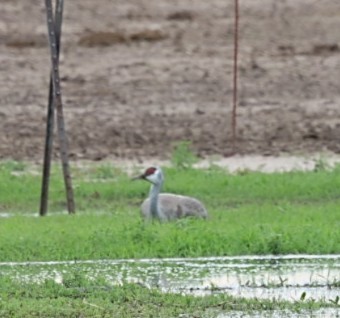 Sandhill Crane - Christine Nelson