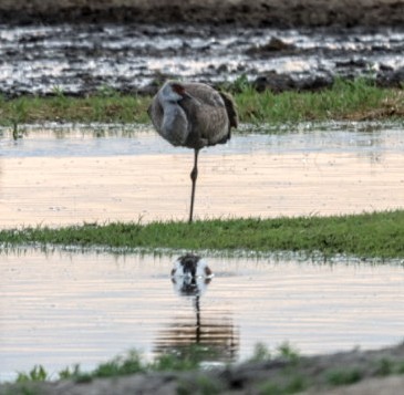 Sandhill Crane - Christine Nelson