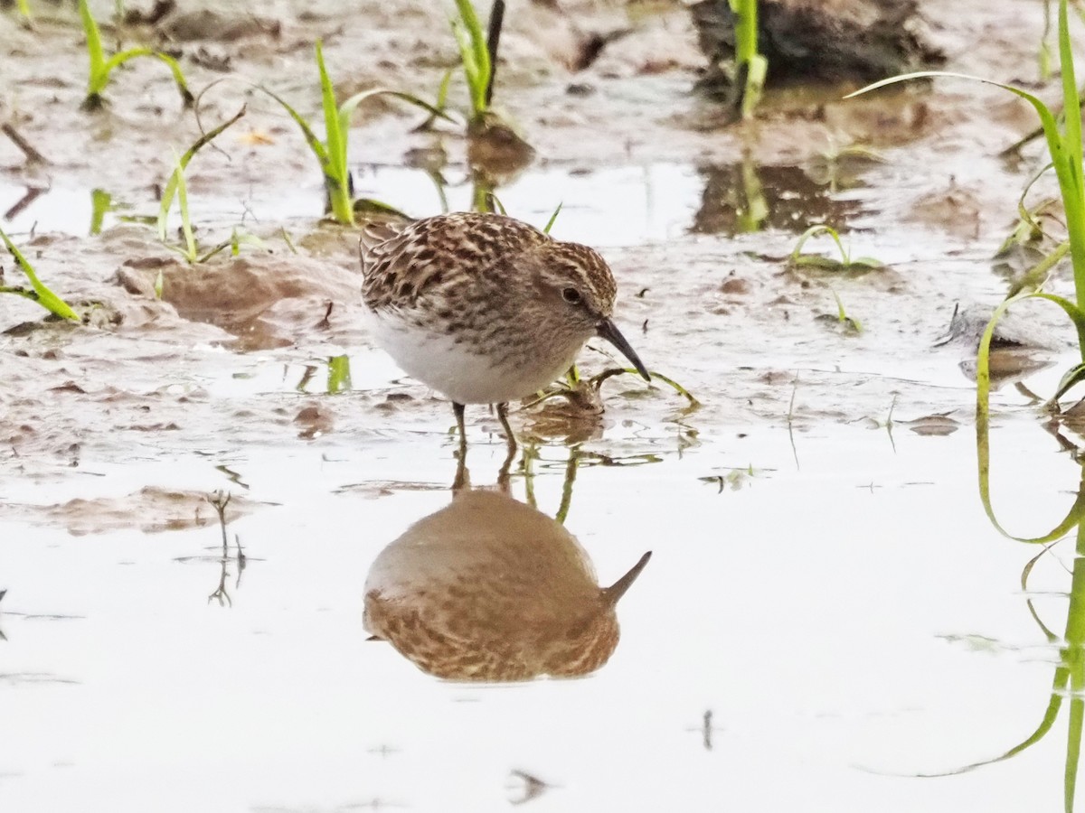 Least Sandpiper - Luc and Therese Jacobs