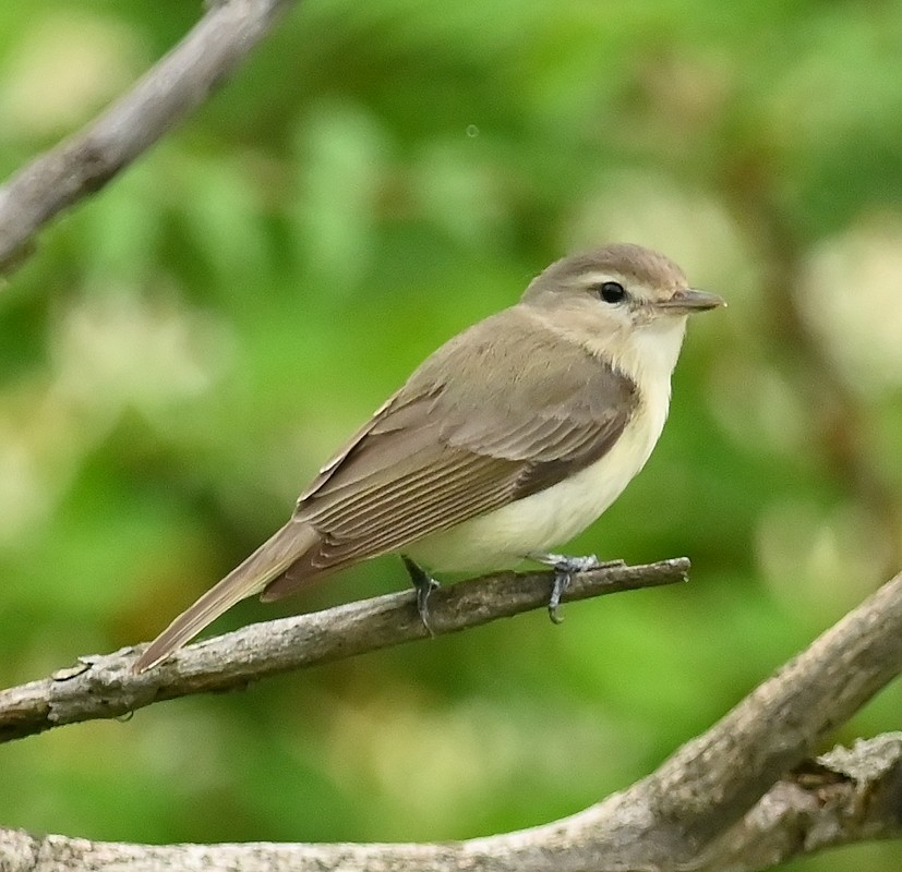 Warbling Vireo - ML619486527