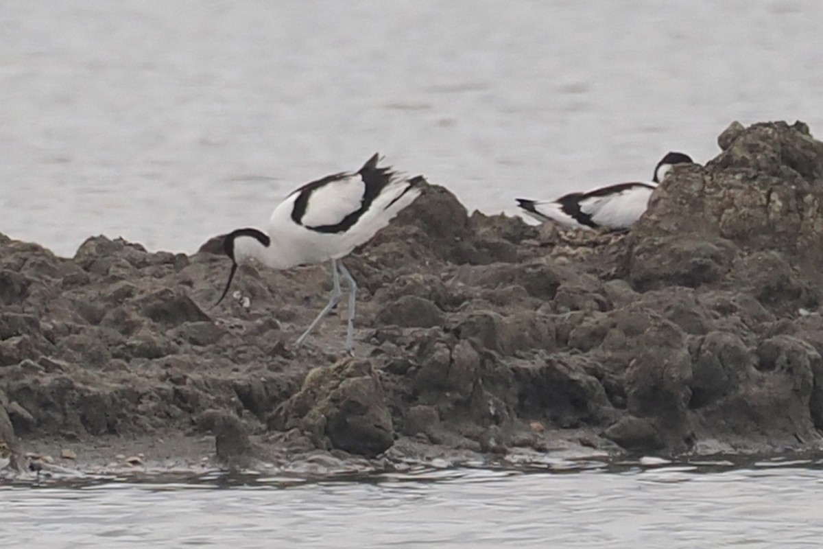 Pied Avocet - Donna Pomeroy