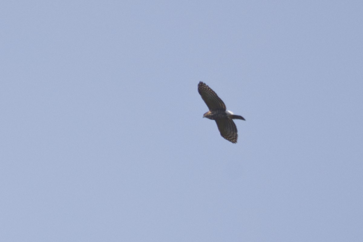 Crested Goshawk - ML619486534