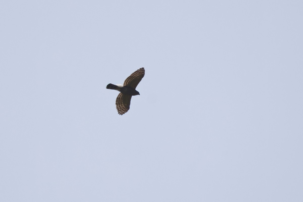 Crested Goshawk - Shekar Vishvanath