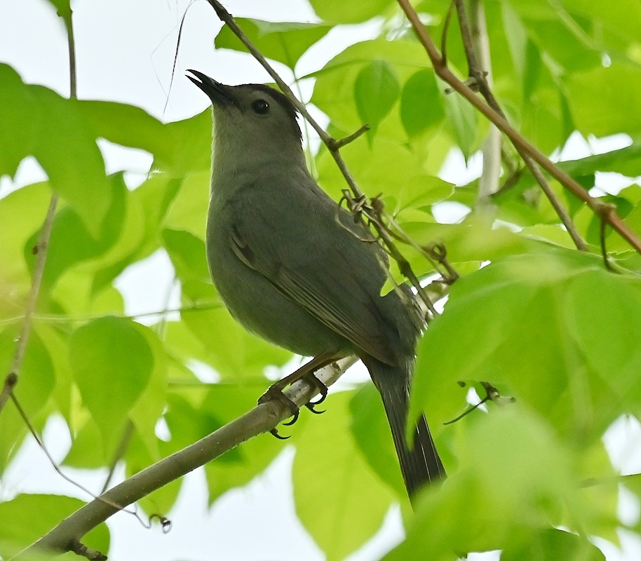 Gray Catbird - Regis Fortin