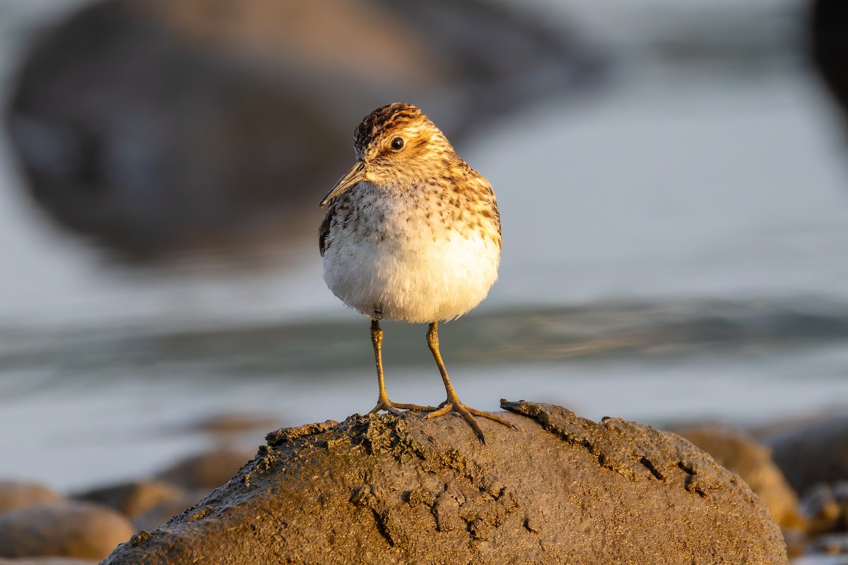 Least Sandpiper - Zach Schwartz-Weinstein