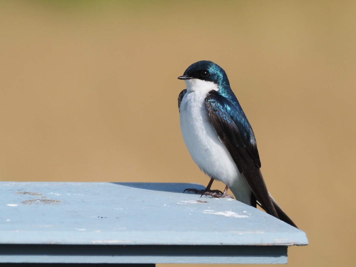 Tree Swallow - Luc and Therese Jacobs