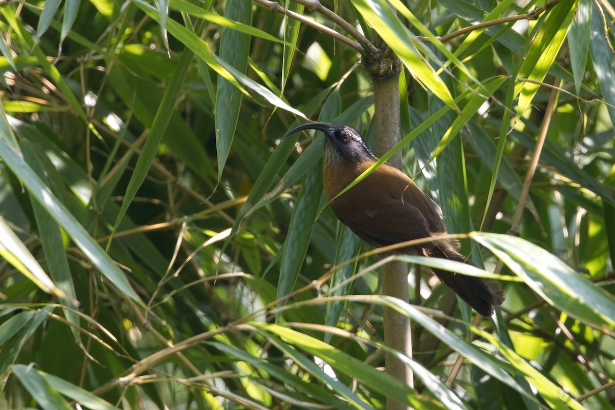 Slender-billed Scimitar-Babbler - Shekar Vishvanath