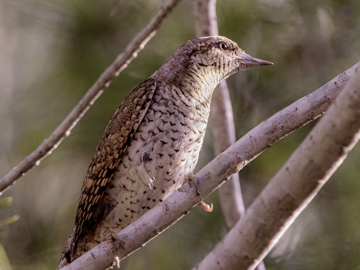 Eurasian Wryneck - Juan Abella