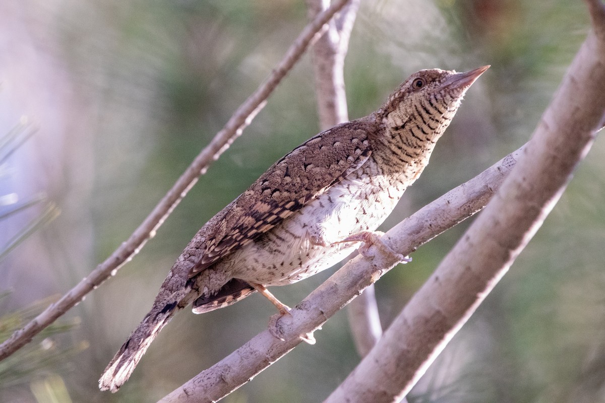 Eurasian Wryneck - ML619486569