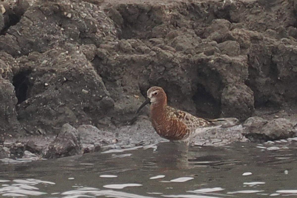 Curlew Sandpiper - Donna Pomeroy